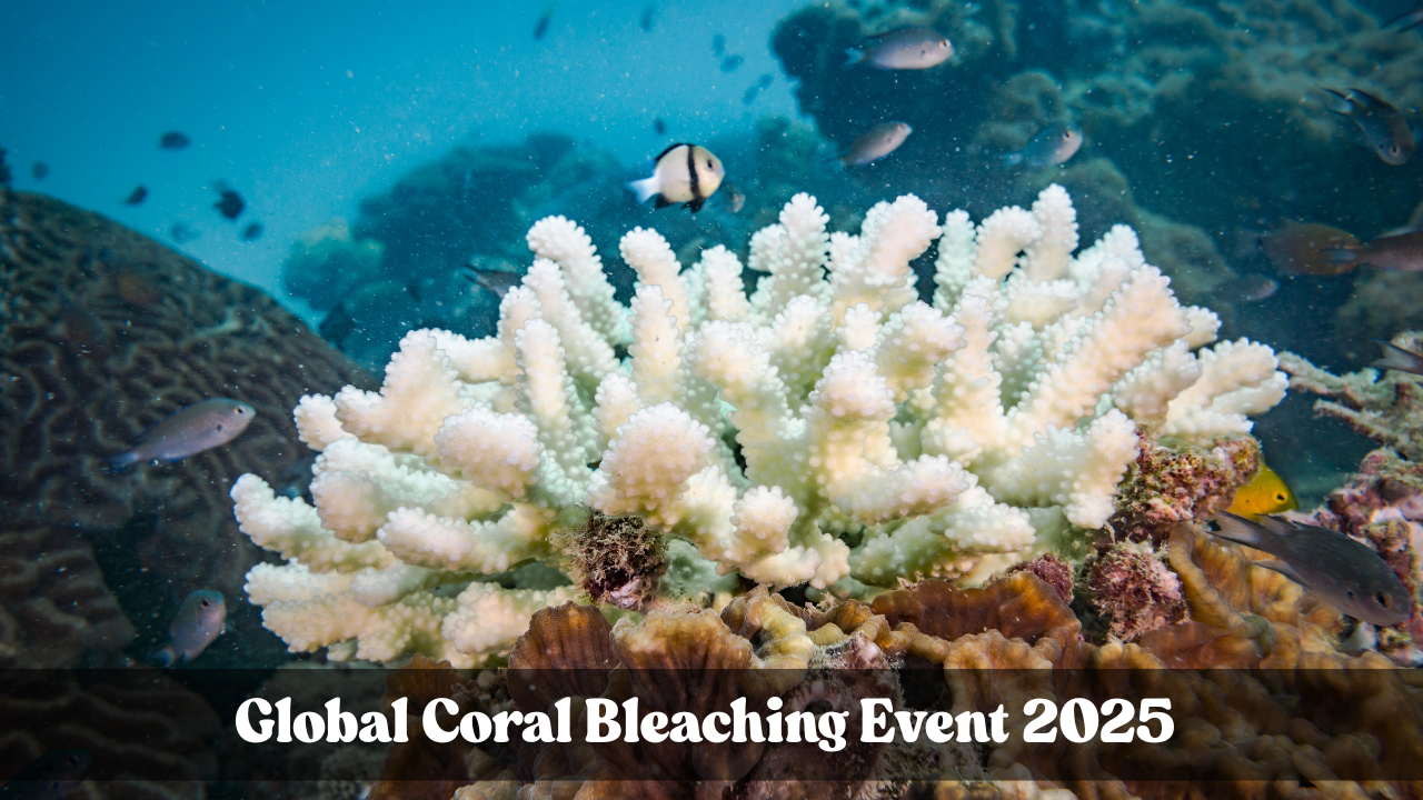 Global Coral Bleaching Event 2025