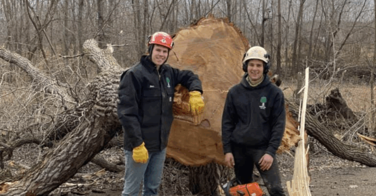 The Importance of Professional Tree Pruning Service for Healthy Landscapes