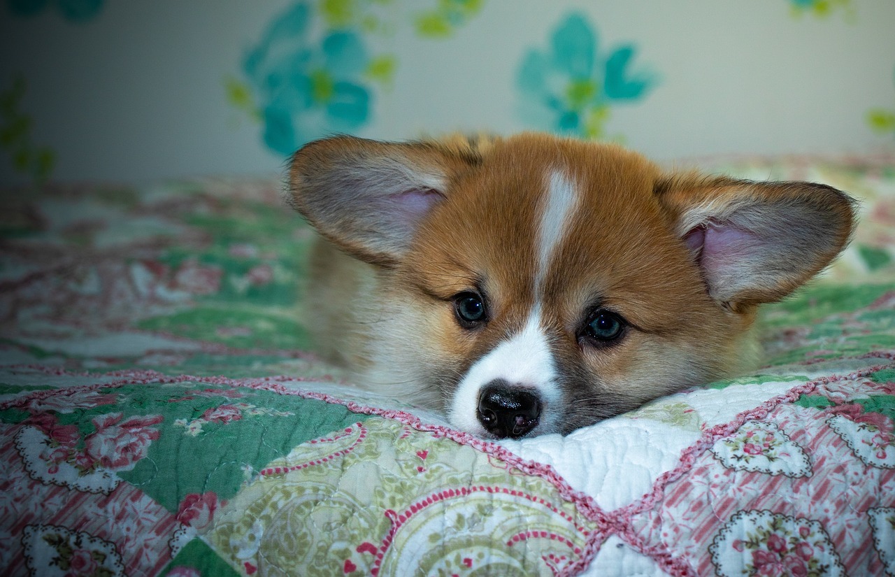 99exch Review: India's Premier Digital Exchange Platform for Traders and Investors